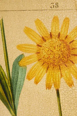 Crackled Flower Wall Art - Gold product