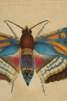 Crackled Moth Wall Art - Yellow product