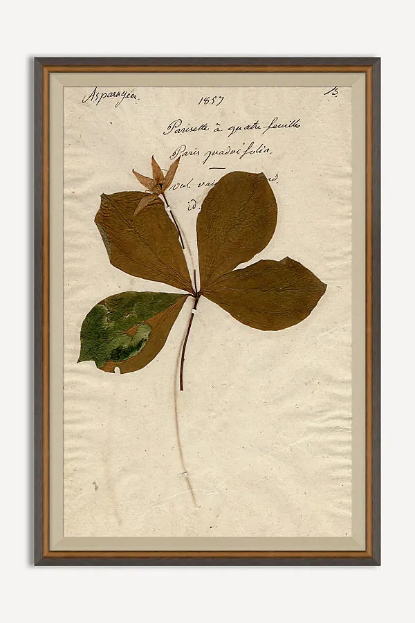 Herbarium Plant Wall Art - Beige product