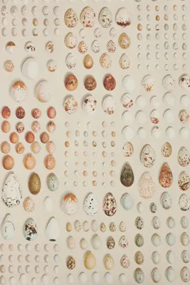 Oology Portal Silkie Wallpaper - Beige product