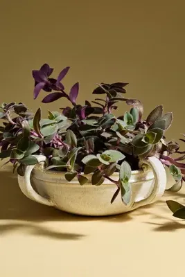 Pipen Ceramic Centerpiece - Ivory by Anthropologie, alternate view