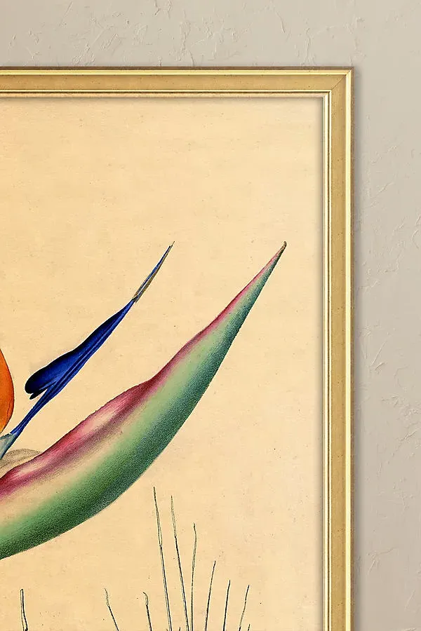 Bird of Paradise by Wyatt Landesmann Framed Wall Art product