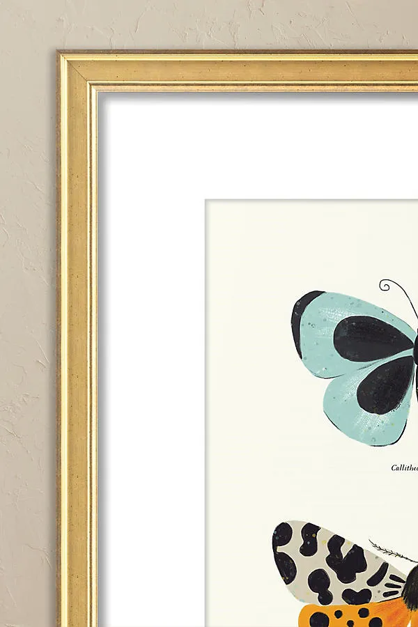 Butterfly Species by Sabina Radeva Framed Wall Art - Blue product