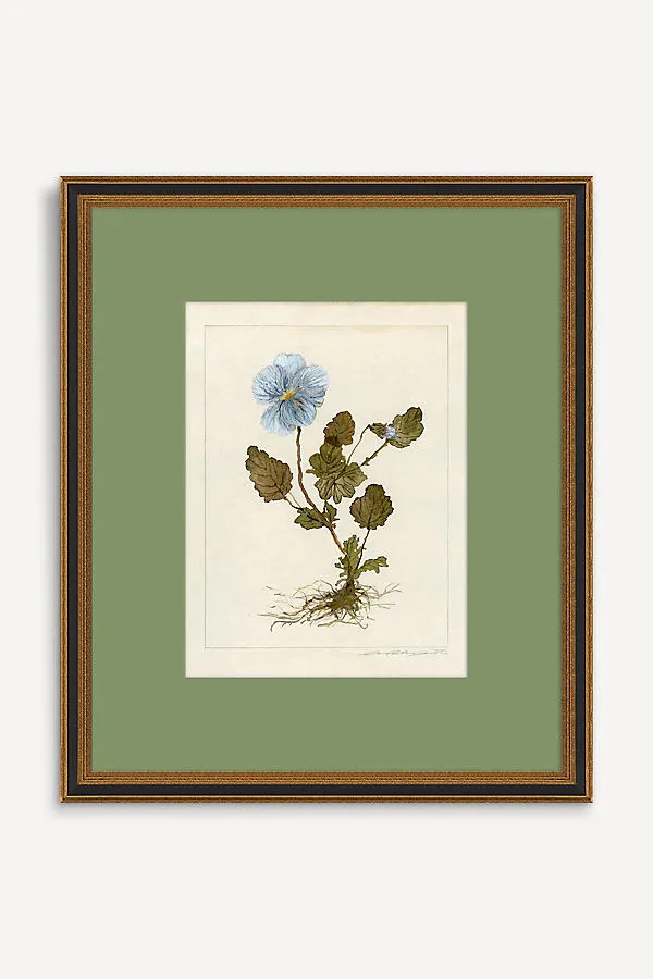 Herbarium Oxalis Debilis No.2 Wall Art - Blue by Anthropologie