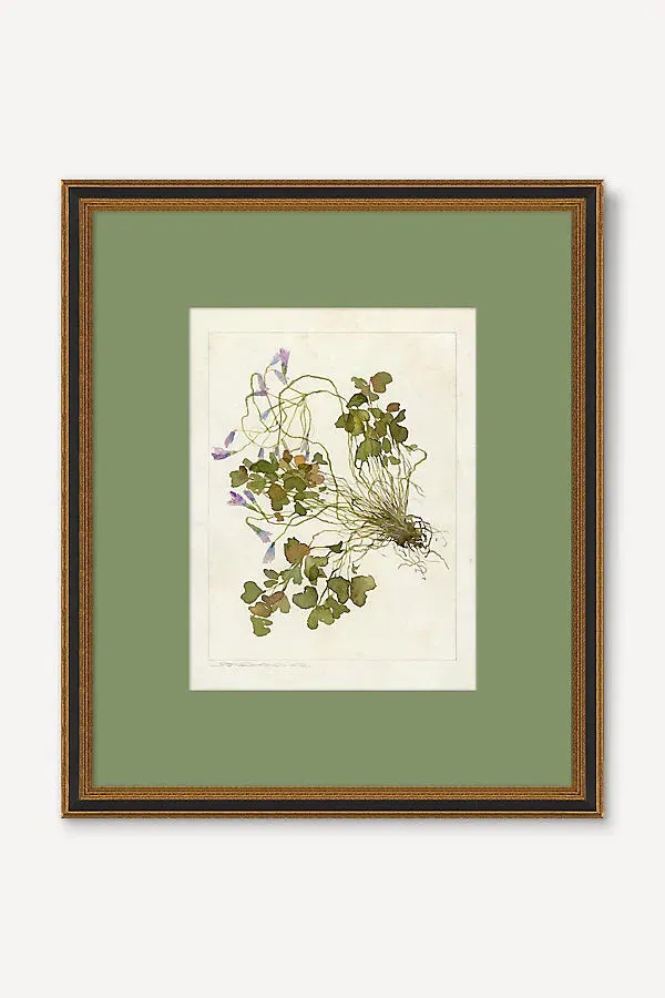 Herbarium Oxalis Debilis No.2 Wall Art - Green by Anthropologie