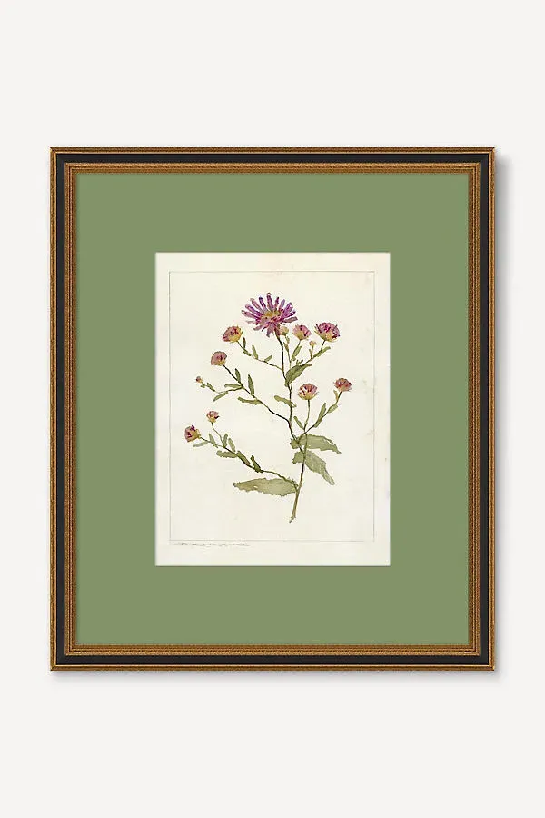 Herbarium Oxalis Debilis No.2 Wall Art - Pink by Anthropologie