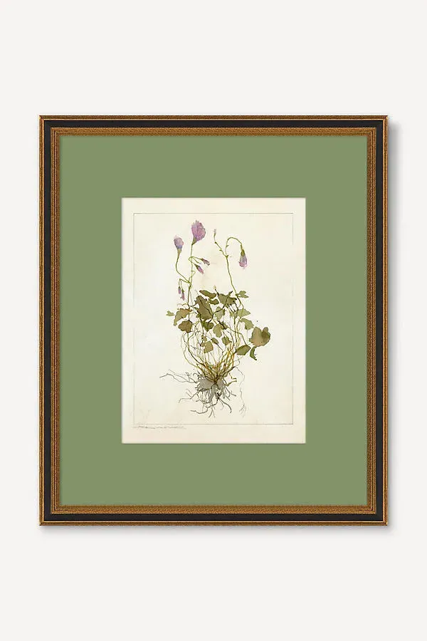 Herbarium Oxalis Debilis No.2 Wall Art - Purple by Anthropologie