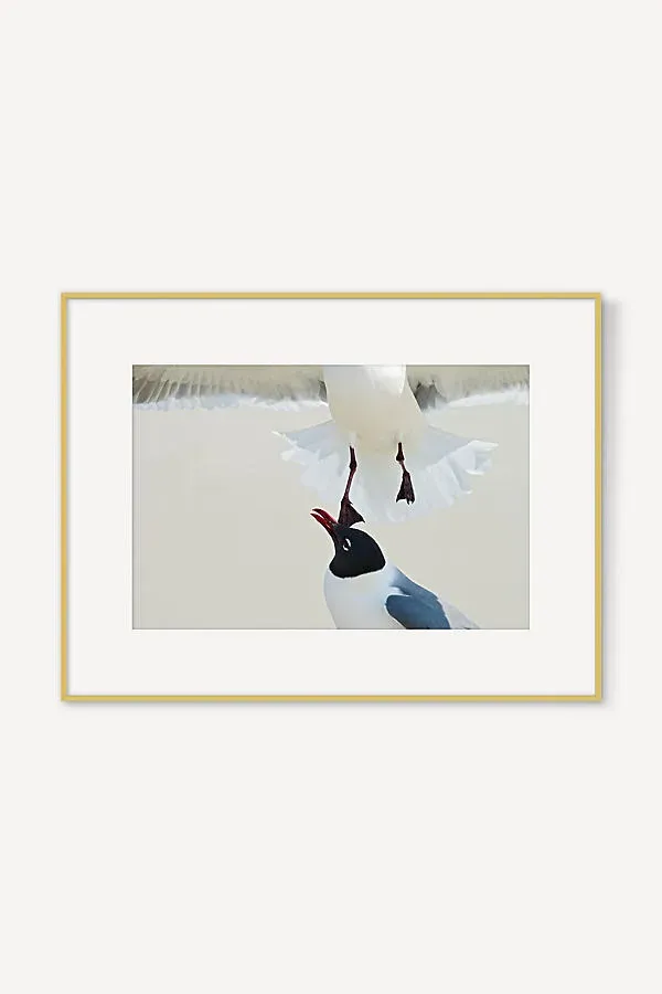 Laughing Gull Disagreement Wall Art product