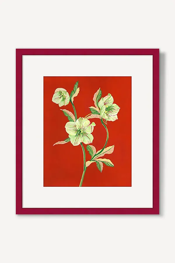 Sarah Gordon Hellebore Wall Art - Red product