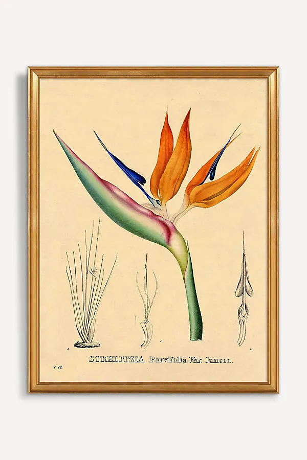 Wyatt Landesmann Bird of Paradise Wall Art product