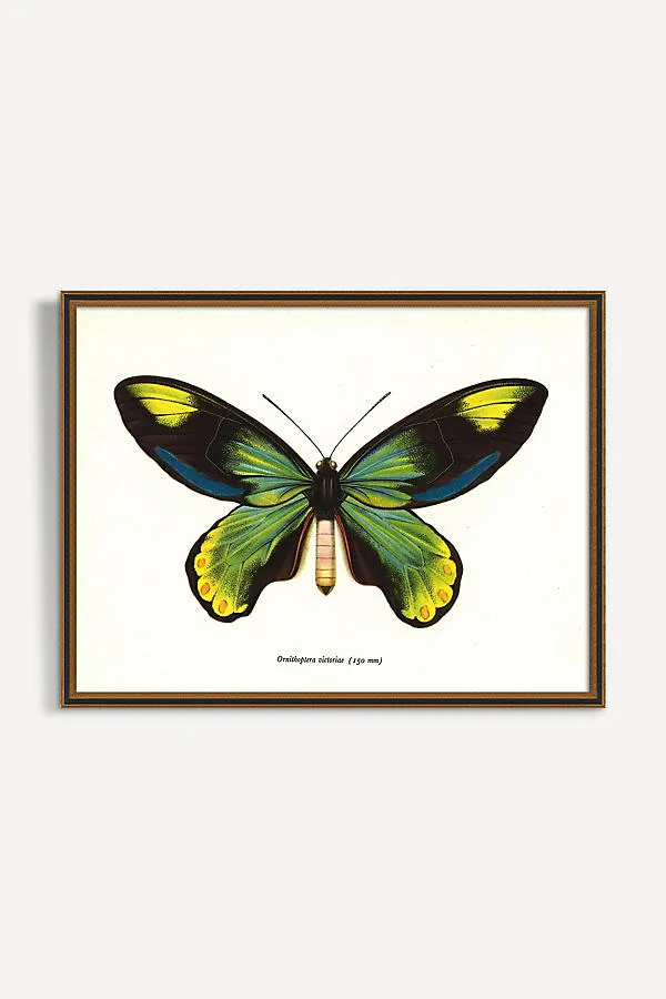 Wyatt Landesmann Butterfly Wall Art - Yellow product