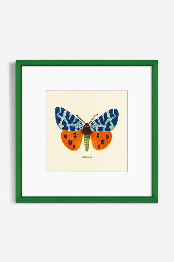 Wyatt Landesmann Moth Study Wall Art product