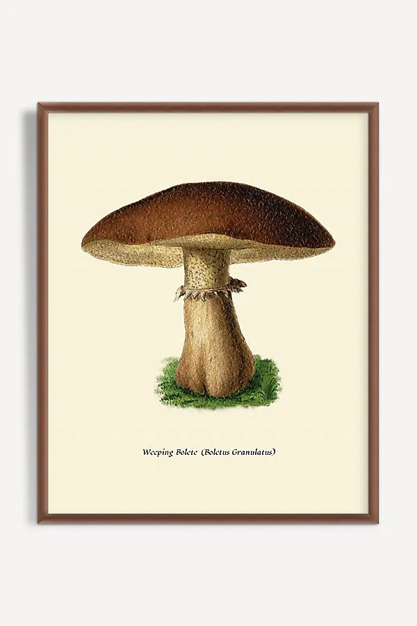 Wyatt Landesmann Mushroom Study Wall Art product