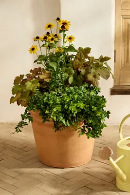 Flora Terracotta Pot - Rose by Anthropologie, alternate view