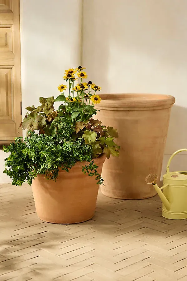 Flora Terracotta Pot - Rose by Anthropologie