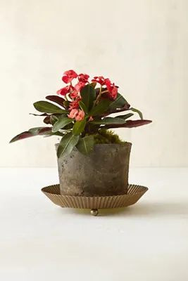Tart Plant Tray 7" - Brass, Metal product