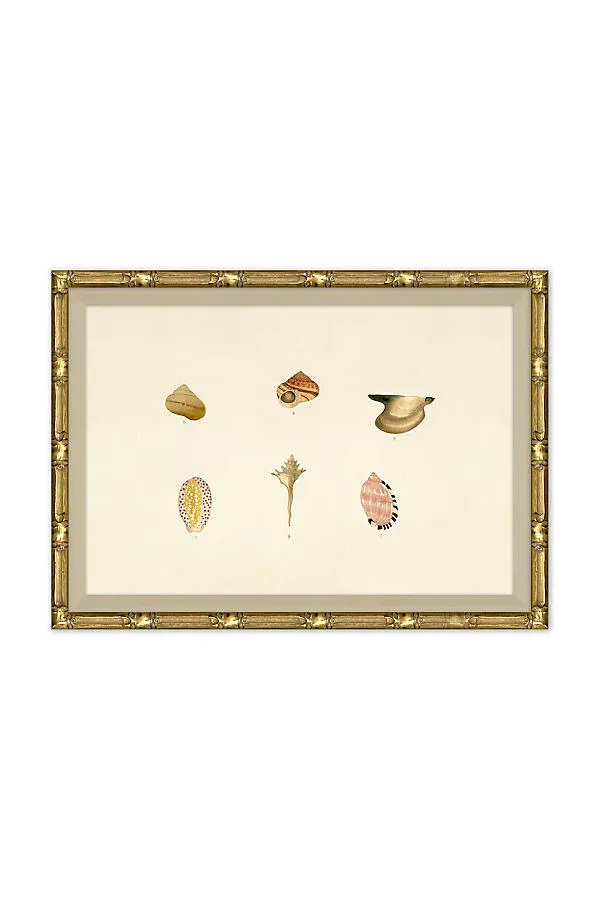 Malacology Study Wall Art - Beige, Paper by Anthropologie