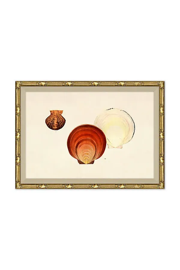 Malacology Study Wall Art - Beige, Paper by Anthropologie