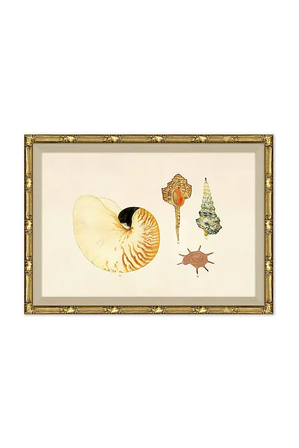 Malacology Study Wall Art - Beige, Paper by Anthropologie
