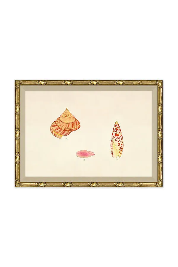 Malacology Study Wall Art - Beige, Paper by Anthropologie