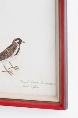 Rudbeck Swedish Birds Wall Art - Brown product