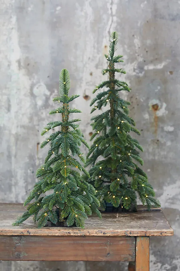 Alpine Mini Pre-Lit Artificial Fir Tree Small - Green by Anthropologie