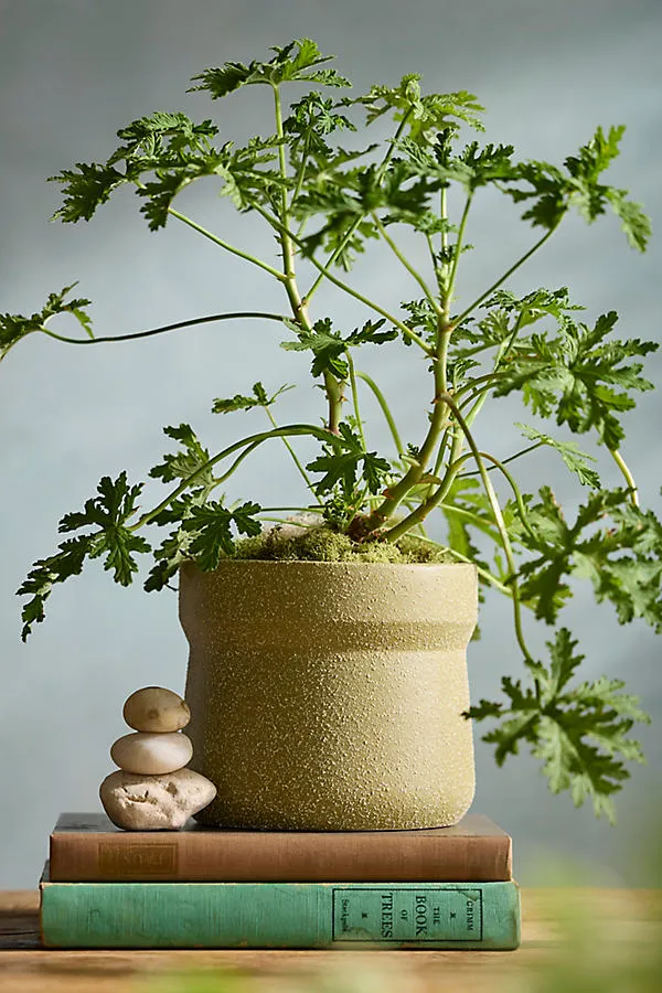 Angular Jar Ceramic Planter - Green by Anthropologie