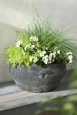 Barnacle Button Bowl Planter - Blue, Earthenware by Anthropologie, alternate view