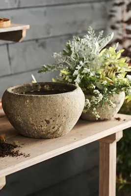 Barnacle Button Bowl Planter - Ivory, Earthenware by Anthropologie, image 2