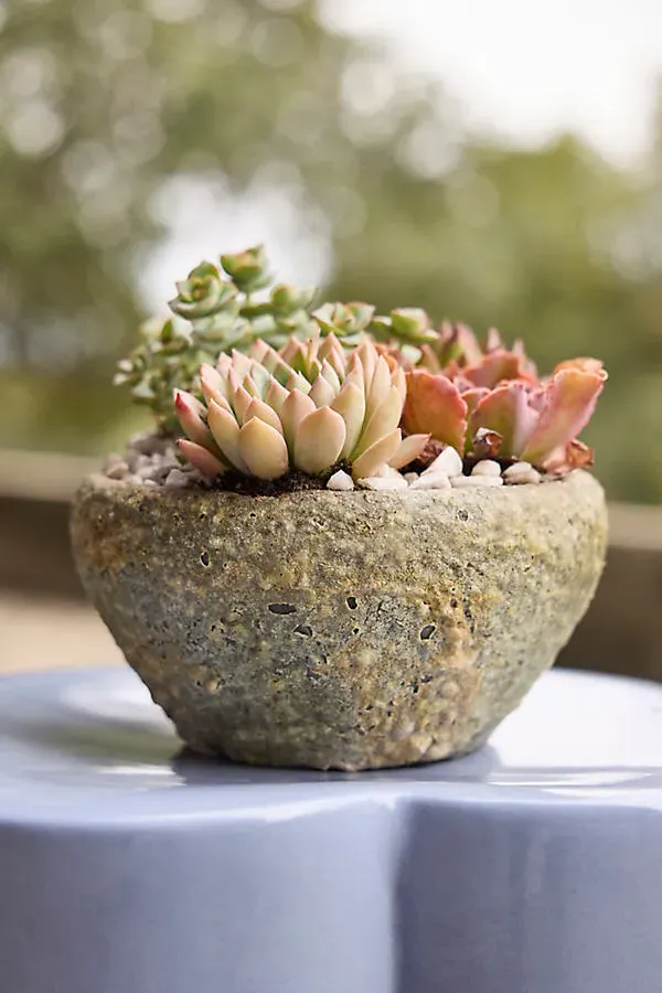 Barnacle Button Bowl Planter - Ivory, Earthenware by Anthropologie