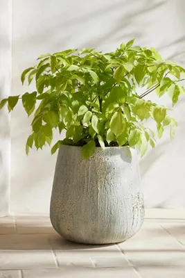 Barnacle Fiber Concrete Tall Droplet Planter - Grey by Anthropologie, alternate view