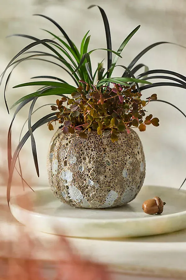 Barnacle Mini Pumpkin Planter - Ivory, Stoneware by Anthropologie