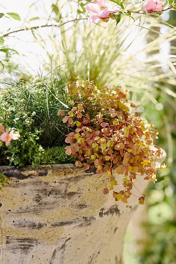 Barnacle Pluto Planter - Beige product