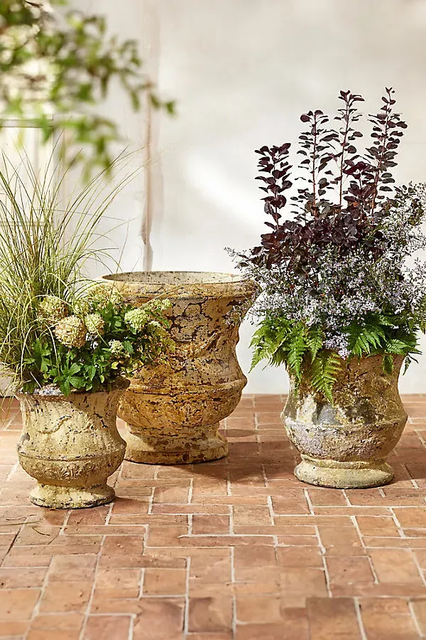 Barnacle Thistle Urn - Ivory, Earthenware by Anthropologie