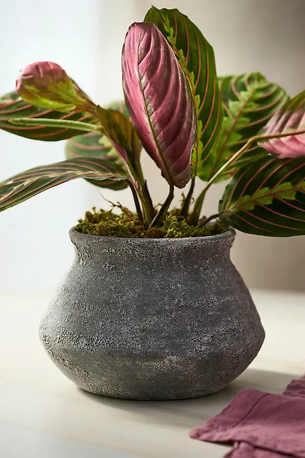 Buckled Jar Stoneware Planter - Blue by Anthropologie