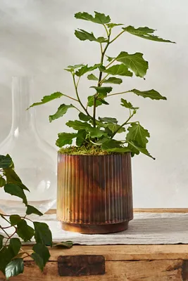 Burnished Ridge Footed Planter - Brown, Metal by Anthropologie, alternate view