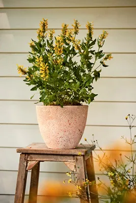 Canyon Ceramic Egg Planter - Orange by Anthropologie, alternate view