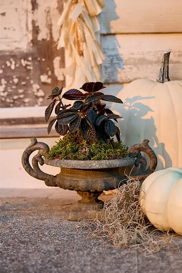 Cast Iron Handled Urn Planter - Green, Cast Iron by Anthropologie