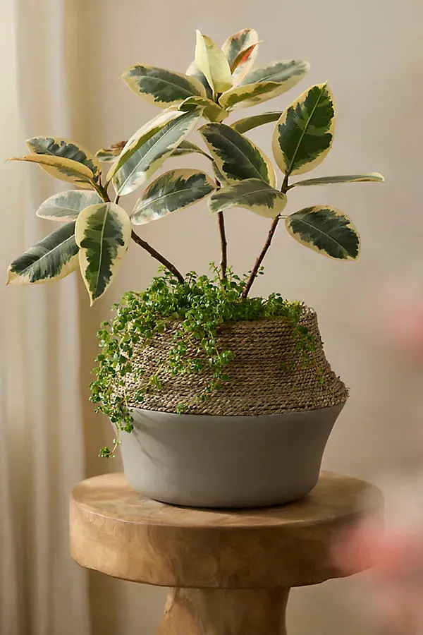 Cement and Seagrass Jar Planter - Beige by Anthropologie