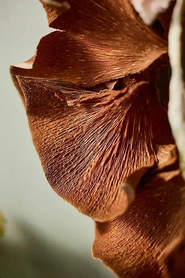 Coconut Bark Wreath - Brown product
