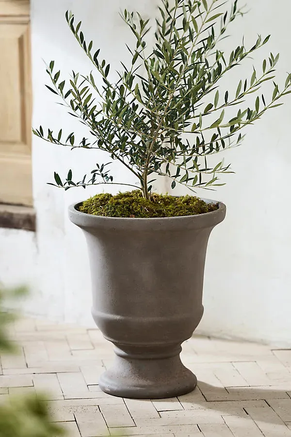 Concrete Fluted Edge Urn Planter - Brown by Anthropologie