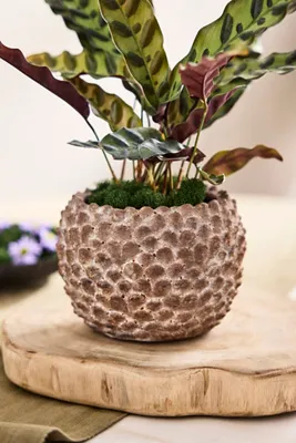 Concrete Pinecone Round Planter - Brown, Concrete by Anthropologie, alternate view