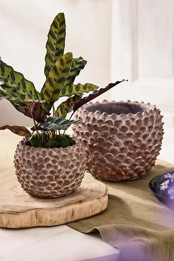 Concrete Pinecone Round Planter - Brown, Concrete by Anthropologie