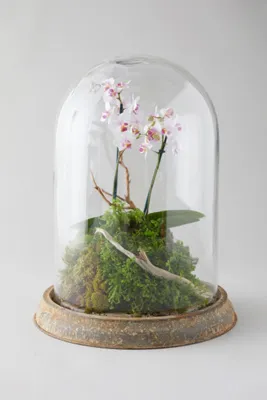 Distressed Iron & Glass Cloche - Medium by Anthropologie, alternate view