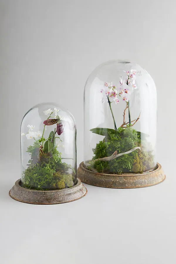 Distressed Iron & Glass Cloche - Medium by Anthropologie