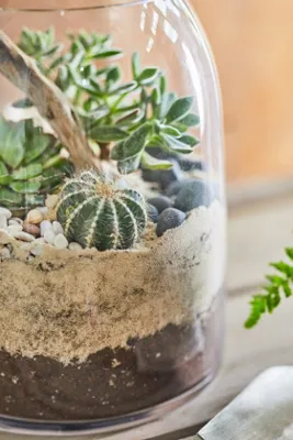 Domed Terrarium - Clear Glass by Anthropologie, alternate view