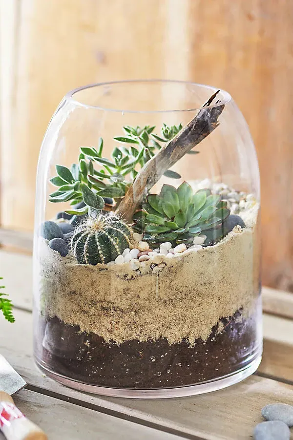Domed Terrarium - Clear Glass by Anthropologie