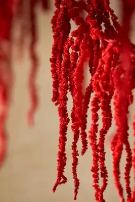 Dried Burgundy Amaranth Bunch - Red by Anthropologie, alternate view