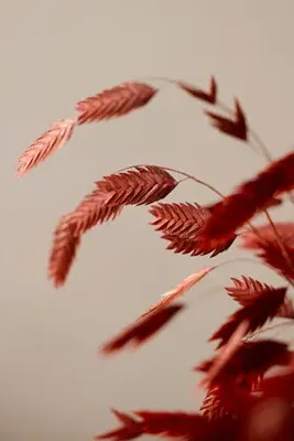 Dried Chasmanthium Bunch - Orange by Anthropologie, alternate view