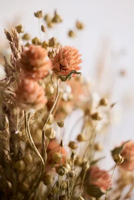Dried Coral Gomphrena Floral Bouquet - Orange by Anthropologie, image 2